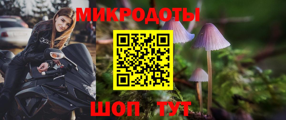 Псилоцибиновые грибы Psilocybe Дубна